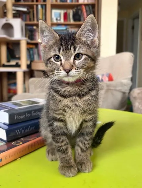 A baby medium-sized female Domestic Medium Hair cat named Magenta for adoption in Shoreline, WA