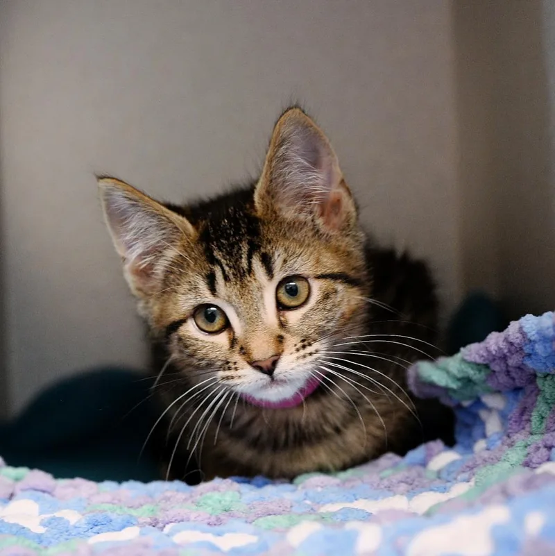 Magenta thumbnail 2