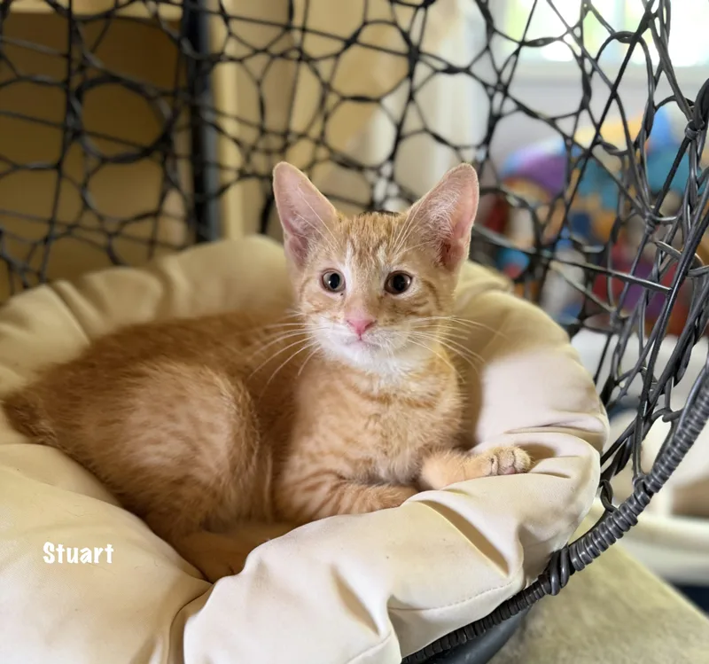 A baby medium-sized male Orange / Red Domestic Short Hair cat named Stuart for adoption in East Hartford , CT
