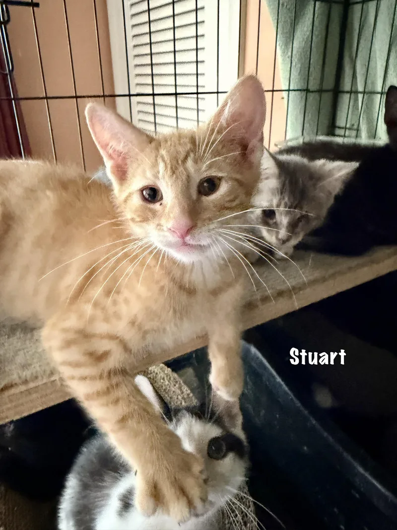 Stuart thumbnail 3