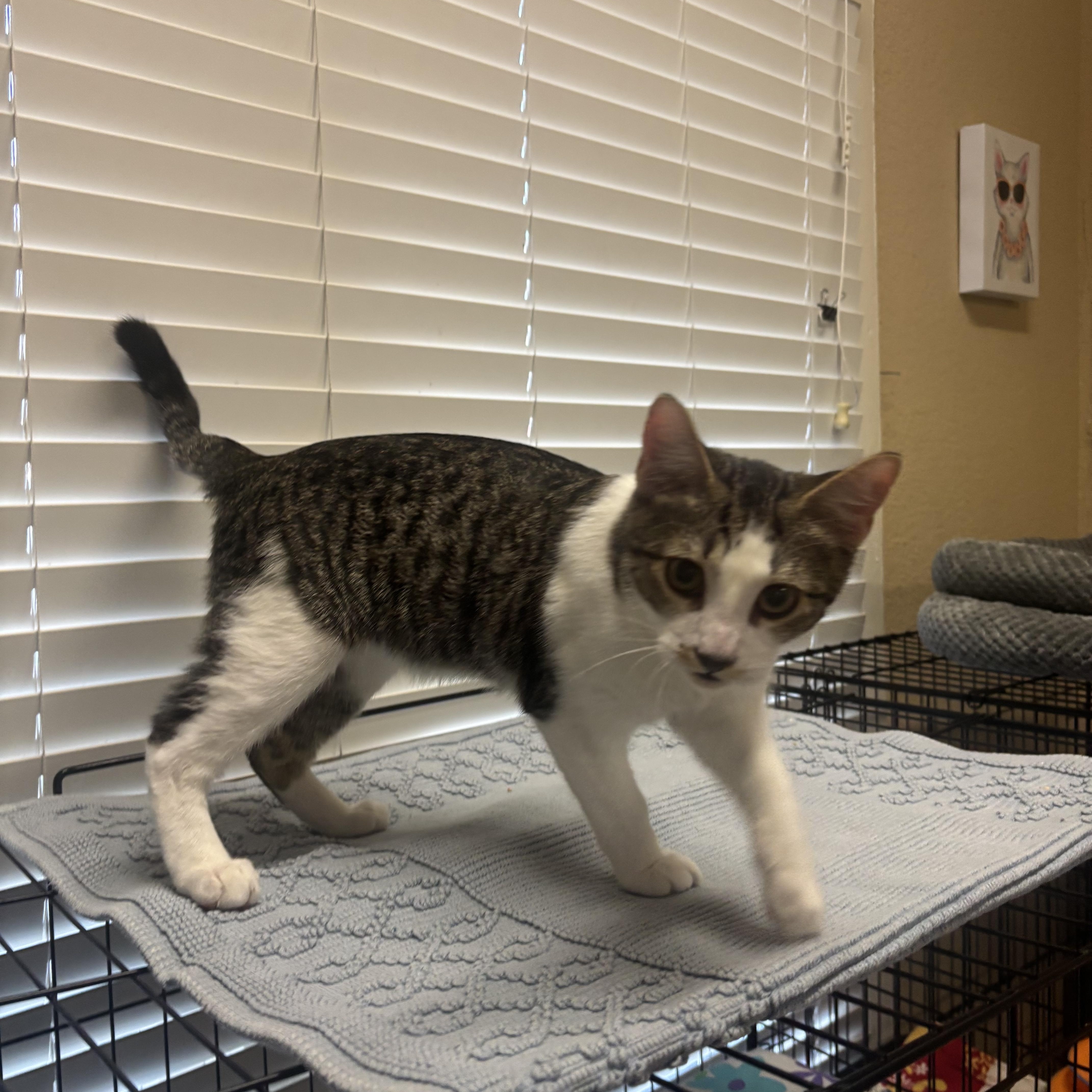 A baby small-sized male Tabby (Brown / Chocolate) Domestic Short Hair cat named Ramen for adoption in Statesboro, GA