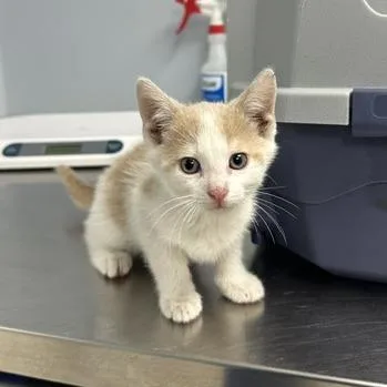 A baby small-sized male White Domestic Short Hair cat named Fox for adoption in Indianapolis, IN