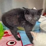 A baby medium-sized male Black Domestic Short Hair cat named Vex for adoption in Portsmouth, OH