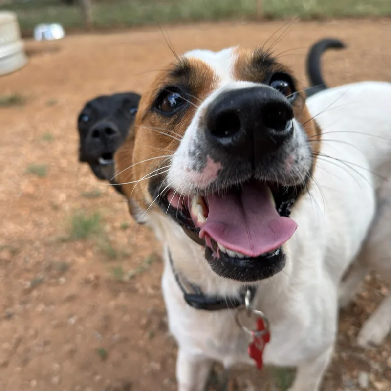 Suki thumbnail 2