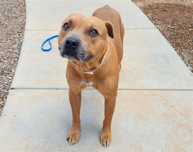 An adult large-sized male Pit Bull Terrier dog named Chato for adoption in Phoenix, AZ