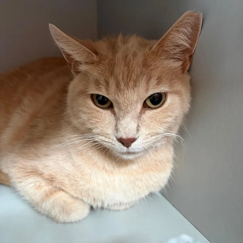 Simba