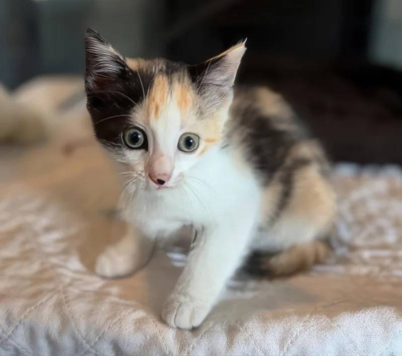 Mila