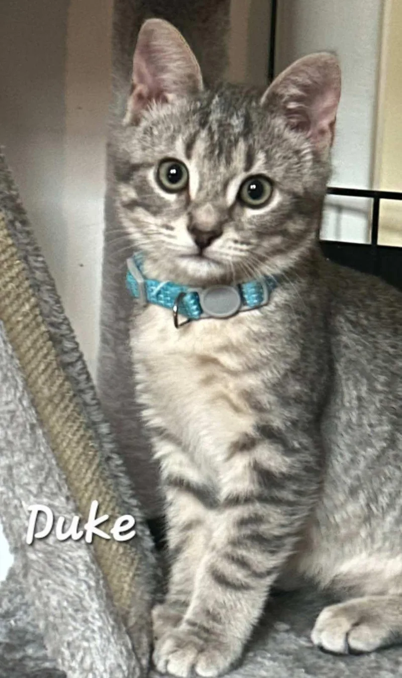 A baby small-sized male Tabby (Gray / Blue / Silver) Domestic Short Hair cat named Duke for adoption in Catasauqua, PA