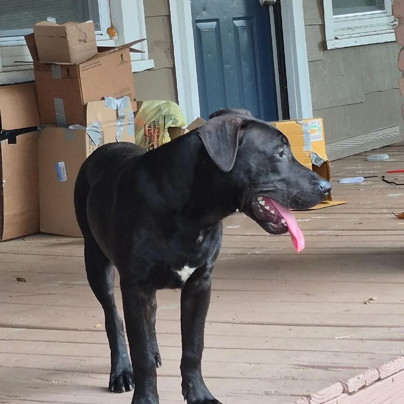 An adult medium-sized male Black Mixed Breed dog named Strayrdave for adoption in Columbus, GA