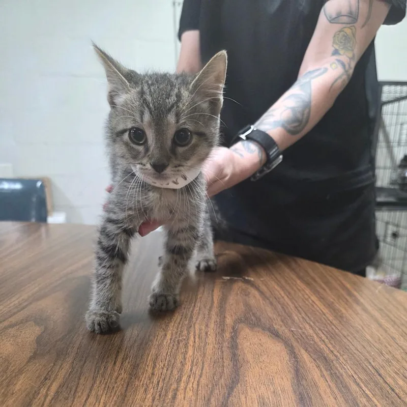 A baby small-sized male Brown / Chocolate Domestic Short Hair cat named Catnip for adoption in Clanton, AL