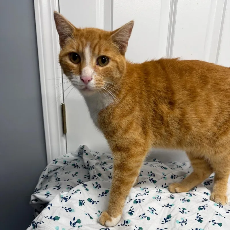 An adult small-sized male Orange / Red Domestic Short Hair cat named Cream Soda for adoption in Granville, OH