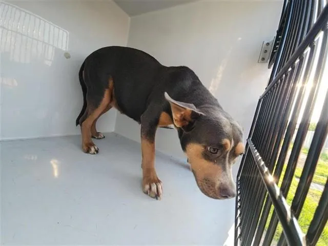 An adult medium-sized female Labrador Retriever dog named A for adoption in Houston, TX