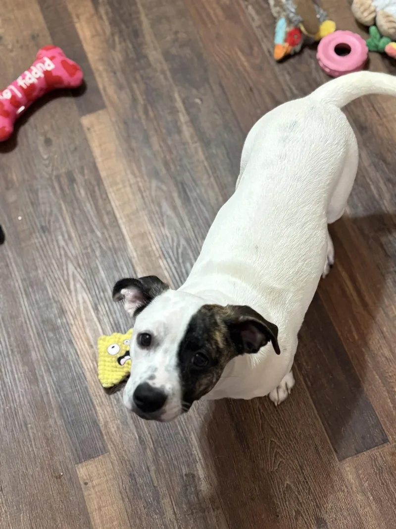 Snoopy the bestest pup