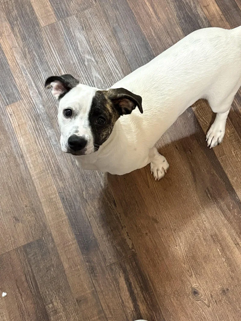 Snoopy the bestest pup thumbnail 2