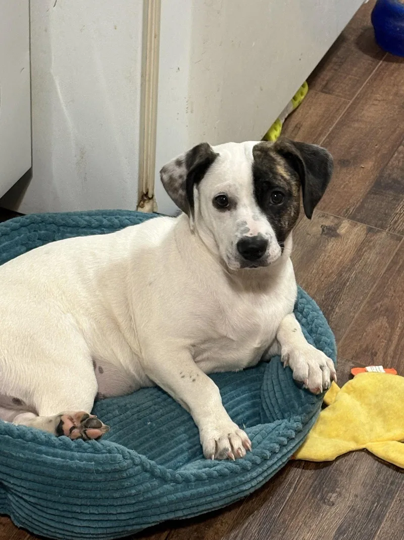 Snoopy the bestest pup thumbnail 3