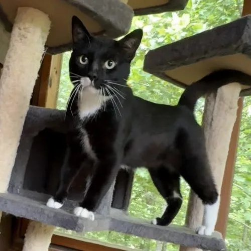 A young medium-sized male Tuxedo cat named Maestro for adoption in Knoxville, TN