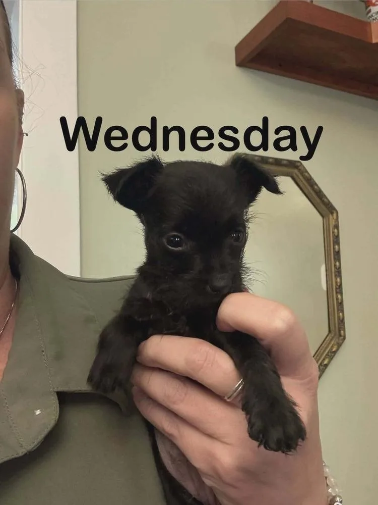 Addams Family : Wednesday
