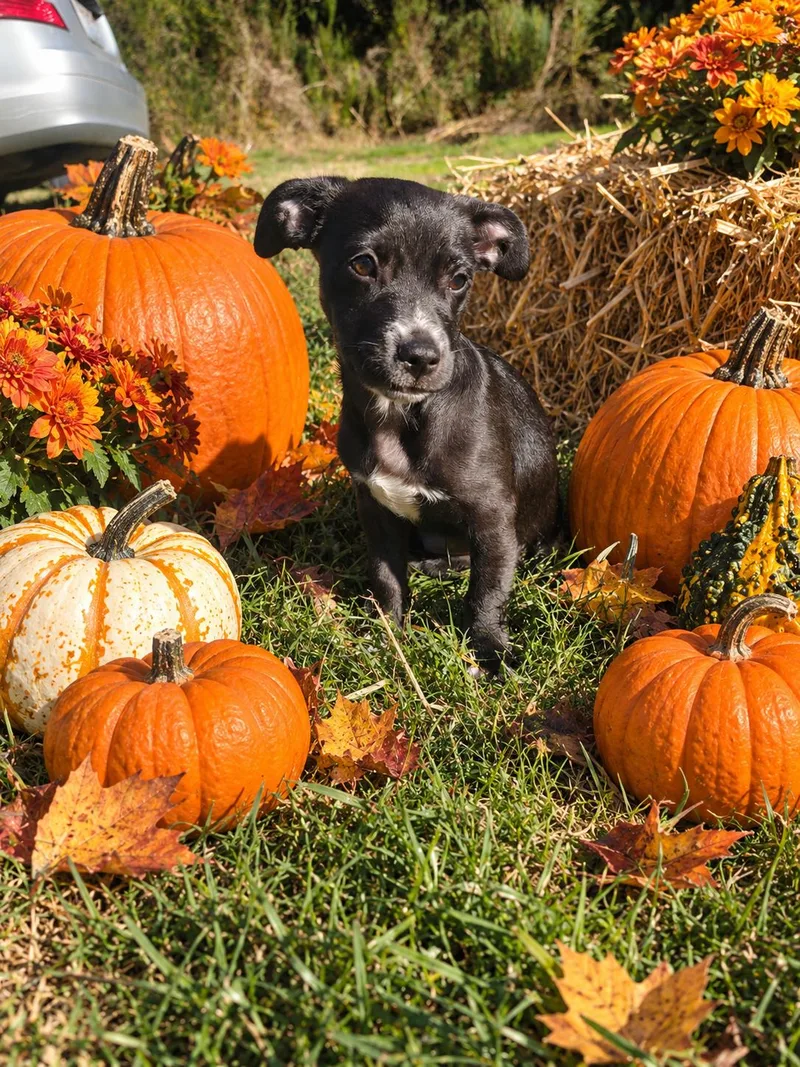 A baby small-sized female Chihuahua dog named Mitzi Munster for adoption in Lacey, WA