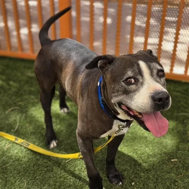 An adult large-sized male Pit Bull Terrier dog named Rorschach for adoption in Las Vegas, NV