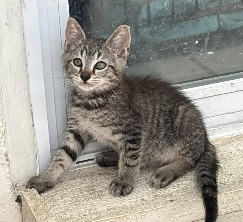 A baby medium-sized male Brown / Chocolate Domestic Short Hair cat named Lincoln for adoption in Oviedo, FL
