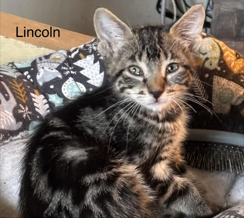 Lincoln thumbnail 2