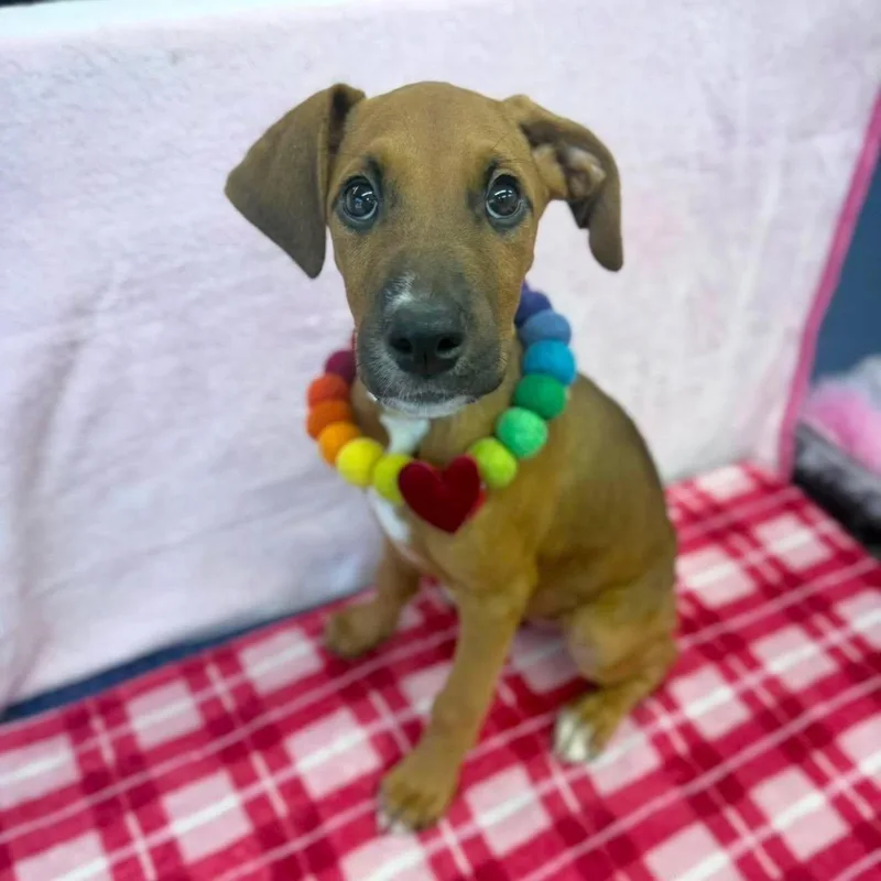 A baby medium-sized female Red / Chestnut / Orange Rhodesian Ridgeback dog named Alexis for adoption in Fort Collins, CO