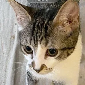 A baby small-sized female Black Domestic Short Hair cat named Pebbles for adoption in Pleasant Hill, CA