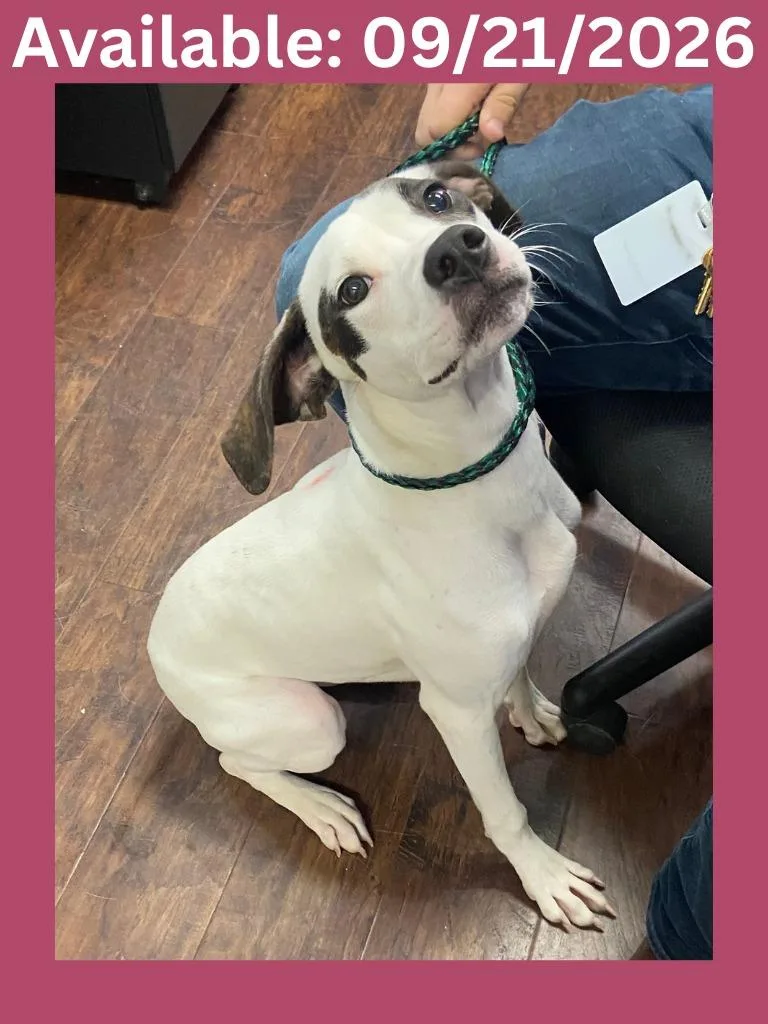 A baby medium-sized female Pointer dog named Dog Iso Nova for adoption in Greenville, TX