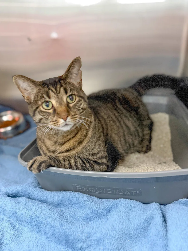 A young medium-sized male Domestic Short Hair cat named Robert for adoption in Sanford, NC
