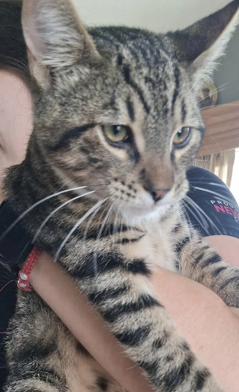 A baby medium-sized male Domestic Short Hair cat named Archer for adoption in Deming, NM