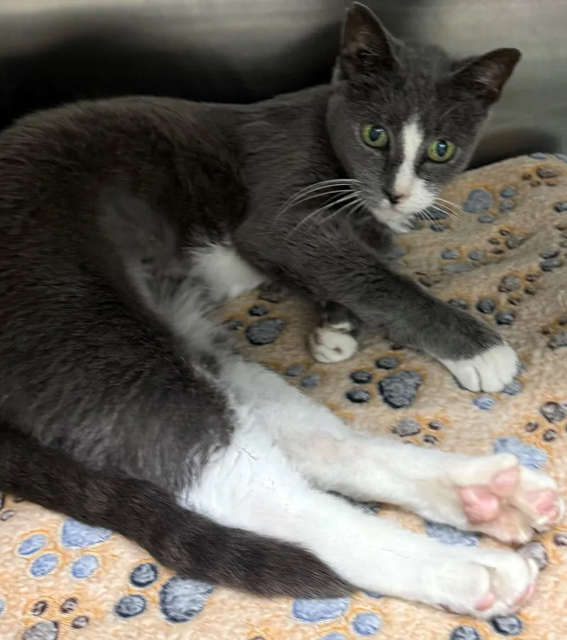 A young medium-sized female Gray & White Domestic Short Hair cat named Churro for adoption in Edison, NJ