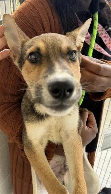 A baby small-sized male Husky dog named Rocko for adoption in Houston, TX