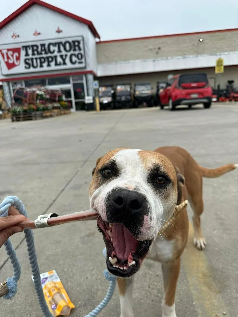 An adult medium-sized male Mixed Breed dog named Hamlet for adoption in Springhill, LA