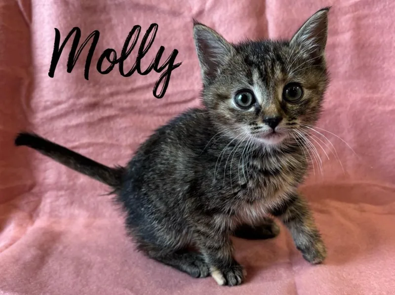 A baby small-sized female Domestic Short Hair cat named Molly for adoption in Rutherfordton, NC
