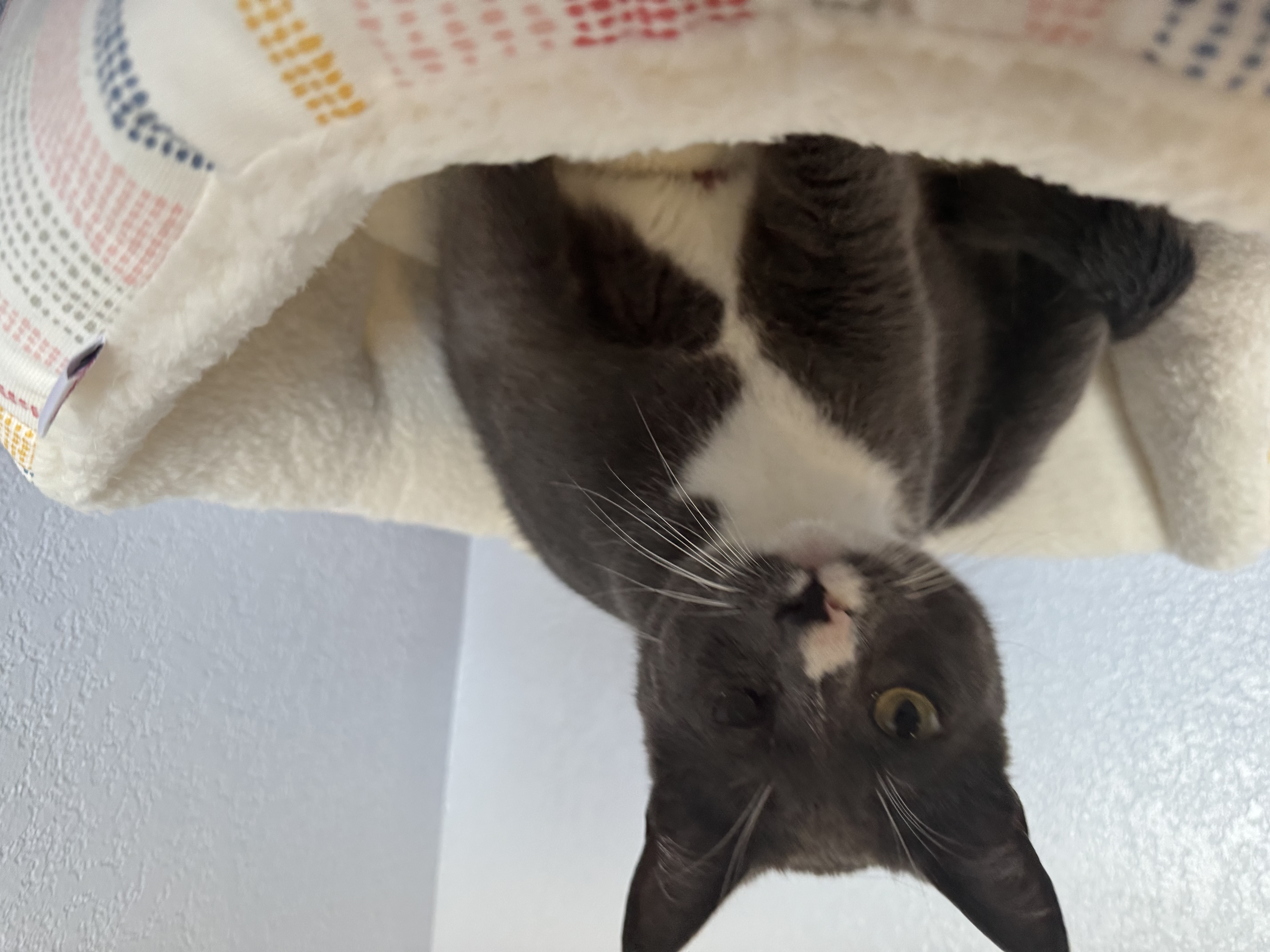 Melvin Indoor Only thumbnail 3