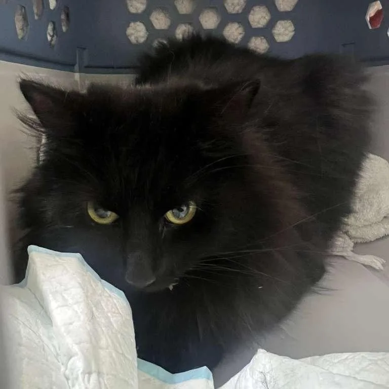 An adult medium-sized female Black Domestic Long Hair cat named Aurelia for adoption in Winchester, VA