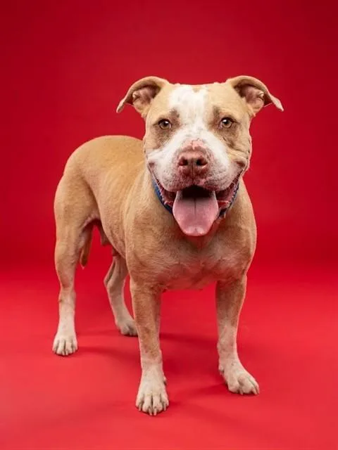 An adult large-sized female Mixed Breed dog named Bellatrix for adoption in Jacksonville, FL