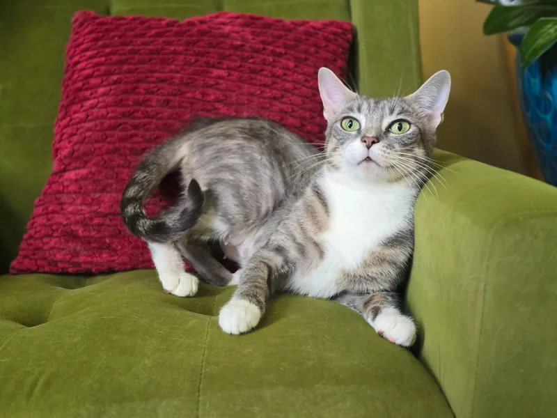 An adult medium-sized female Gray & White Domestic Short Hair cat named Ruthie for adoption in Mullica Hill, NJ