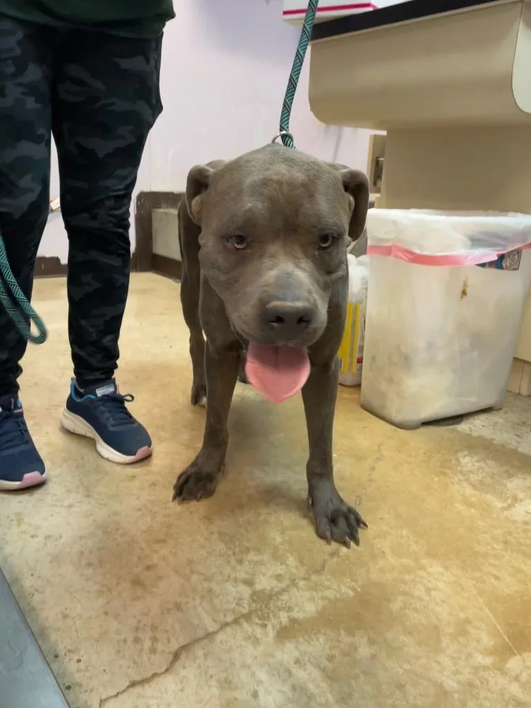 A senior extra large-sized female Mastiff dog named Tiche for adoption in New Braunfels, TX