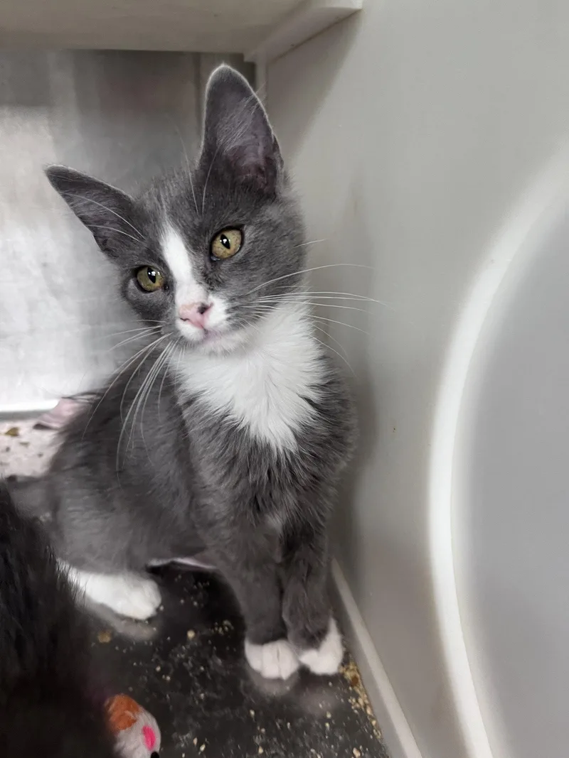 A baby medium-sized female Gray & White Domestic Short Hair cat named Cheryl for adoption in Carrollton, GA