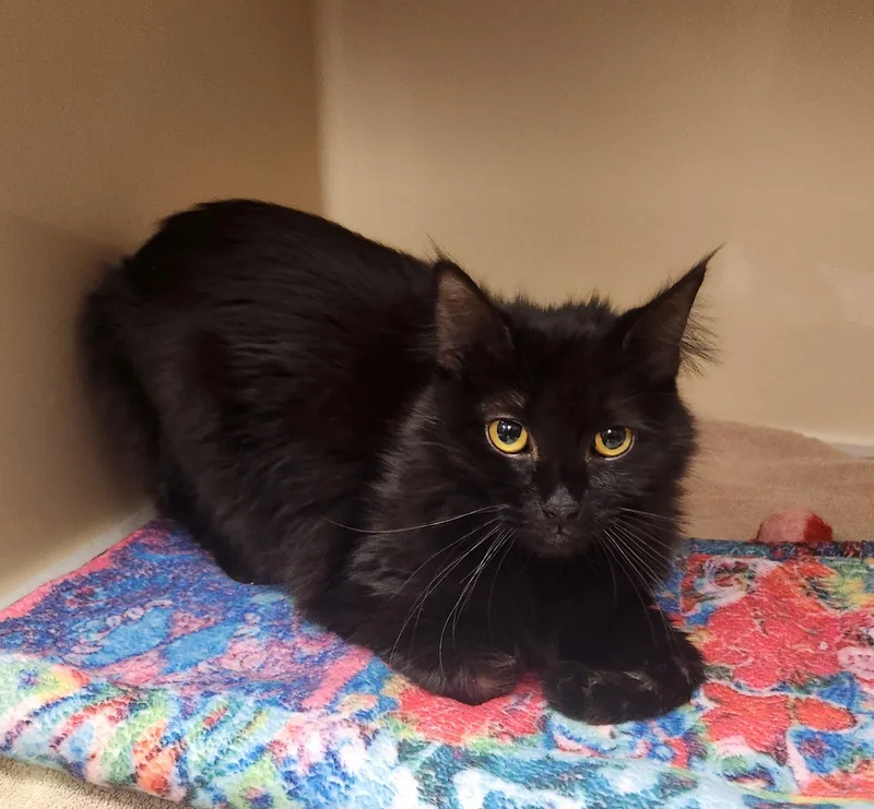 A young medium-sized female Black Domestic Long Hair cat named Caldera for adoption in Clayton, NJ