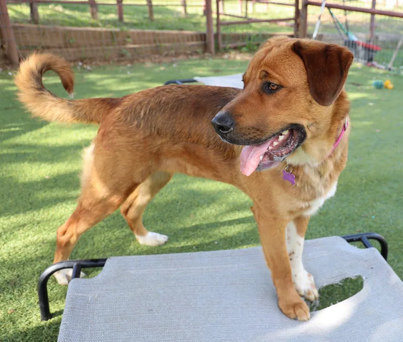 A young medium-sized male Black Mouth Cur dog named Nina for adoption in Keller, TX