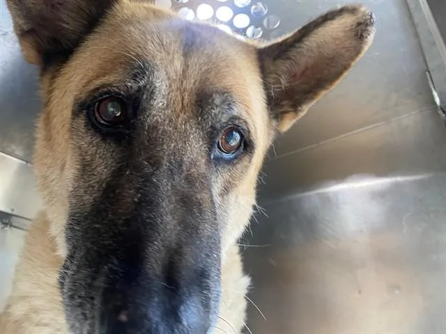 An adult medium-sized male German Shepherd Dog dog named Walter for adoption in Garland, TX