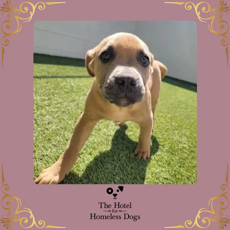 A baby medium-sized female Golden Shepherd dog named Cove for adoption in Cumberland, RI