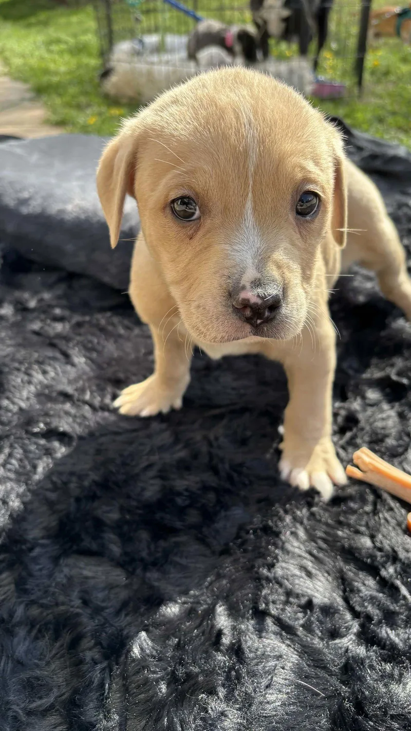 Sandlewood thumbnail 2