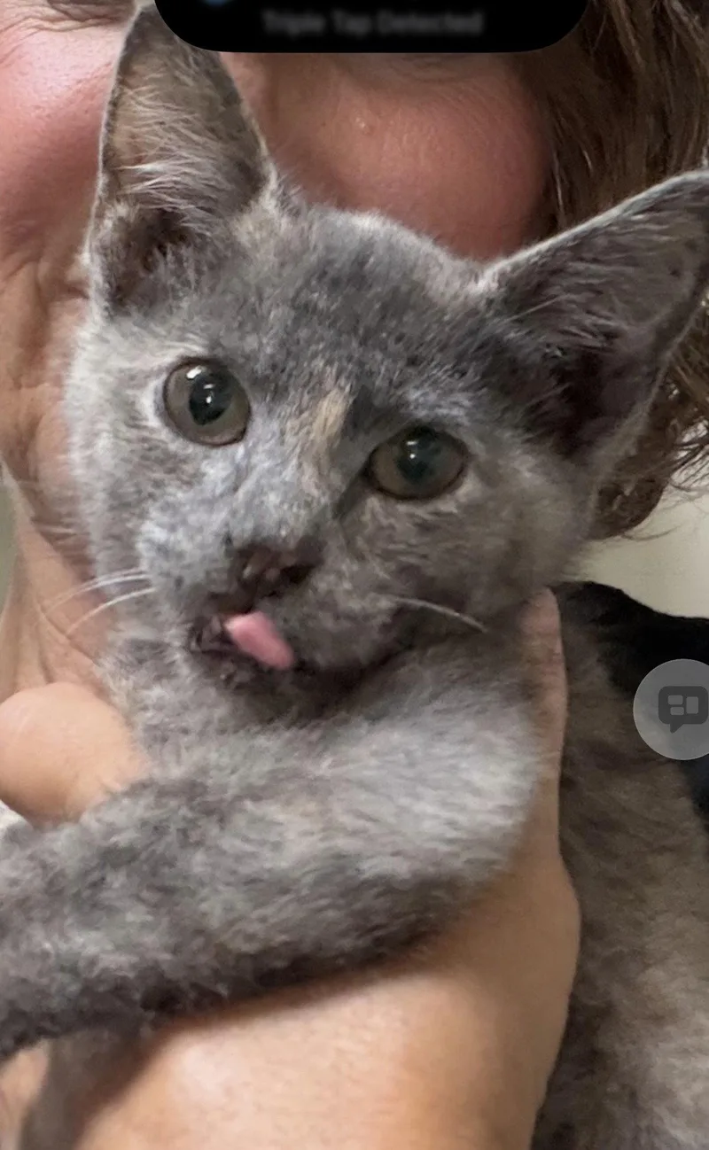A baby medium-sized female Domestic Short Hair cat named Jill for adoption in Walled Lake, MI