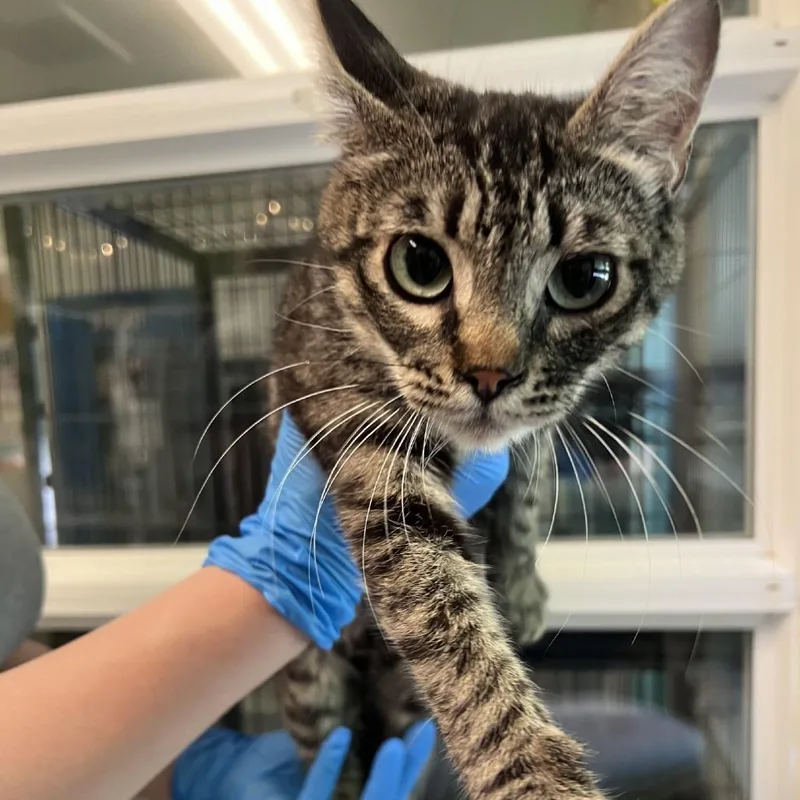 A young medium-sized female Brown / Chocolate Domestic Short Hair cat named Latte for adoption in Port Townsend, WA