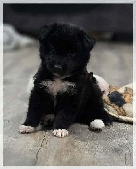 A baby medium-sized male Border Collie dog named Ozzie Rock for adoption in Jacksonville, NC