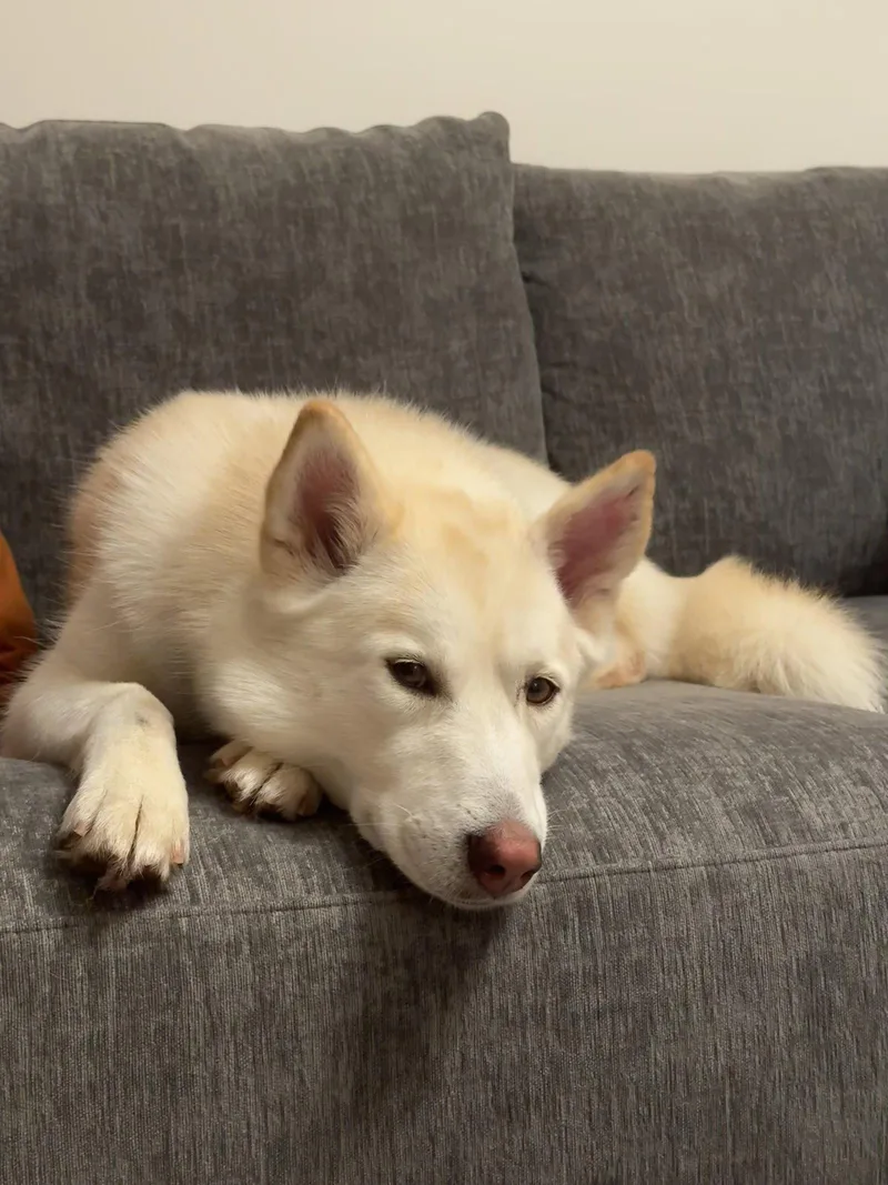 An adult medium-sized female Siberian Husky dog named Lorna for adoption in Walnut Creek, CA