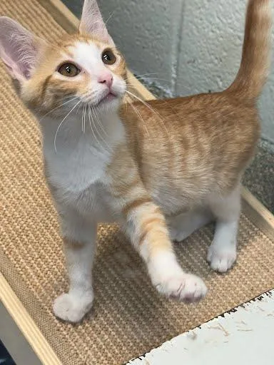 An adult medium-sized male Domestic Short Hair cat named Sandy for adoption in Washington, DC